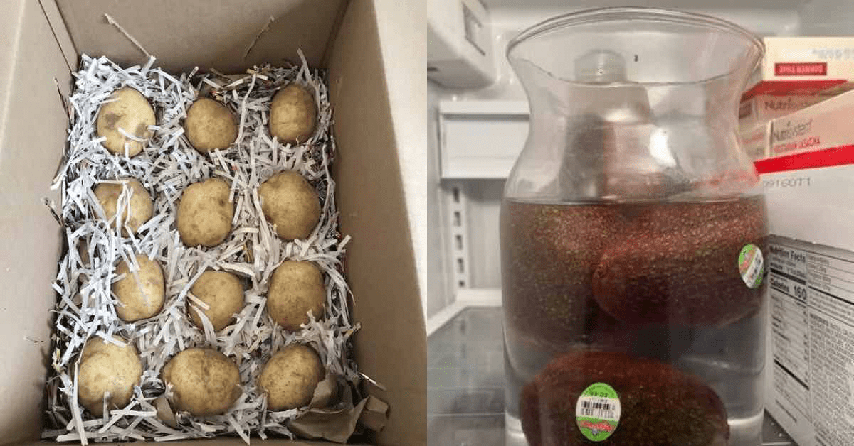 Links: Kartoffeln in einer Kiste mit Zeitungsschnipseln. Rechts: Avocados in einem Wassergefäß