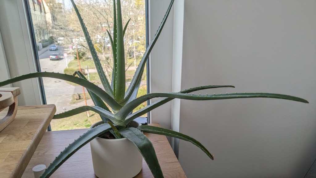 Eine Aloe-vera-Pflanze im Topf.