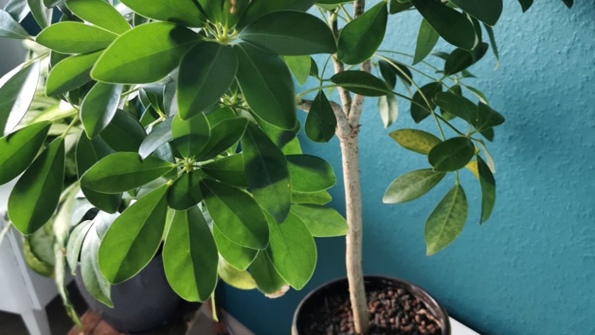 Die Strahlenaralie (Schefflera) ist eine giftige Zimmerpflanze. Selbst eine Berührung kann schon zu einer allergischen Reaktion führen.