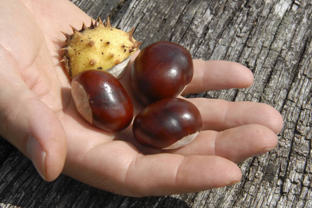 Kastanien in der Hand.