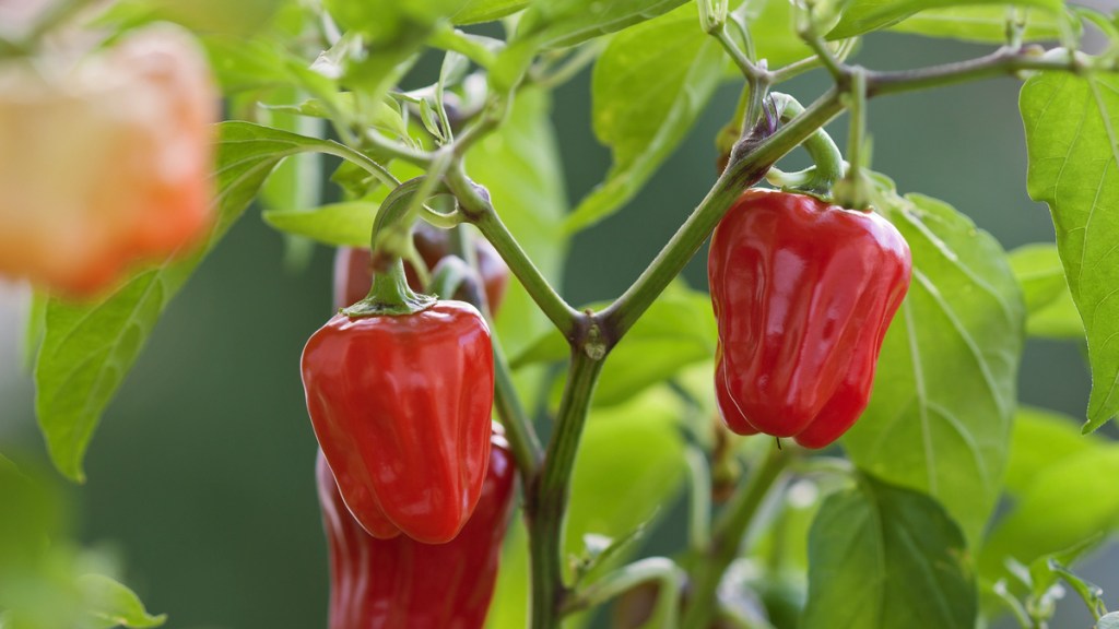 Rote Paprika an der Pflanze