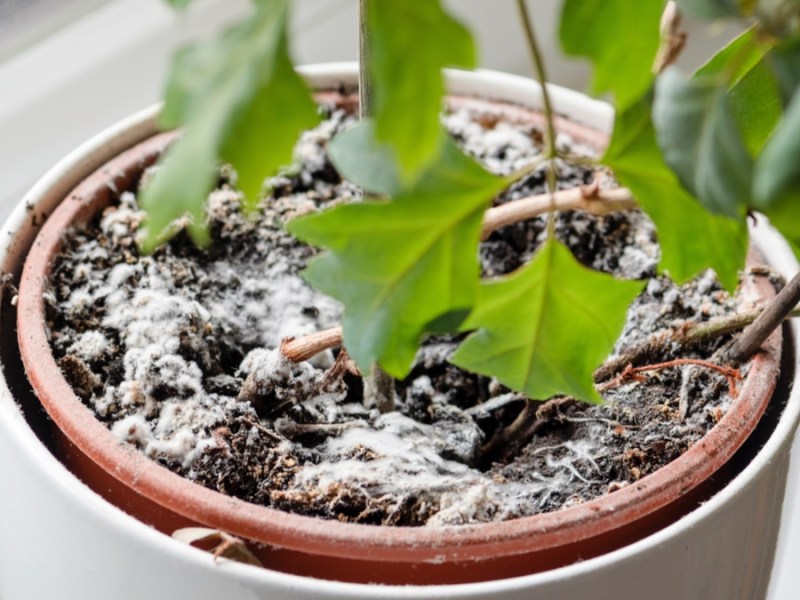 Schimmel auf Blumenerde