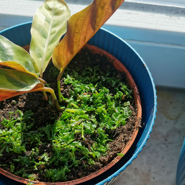 Fliegen in der Blumenerde mit Küchenkräutern bekämpfen.