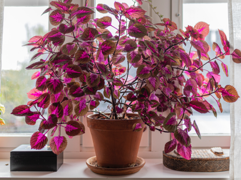 Auf einer Fensterbank steht eine bunte Zimmerpflanze mit pinken Blättern. Die Buntnessel ist äußerst pflegeleicht und setzt Farbakzente in der Wohnung.