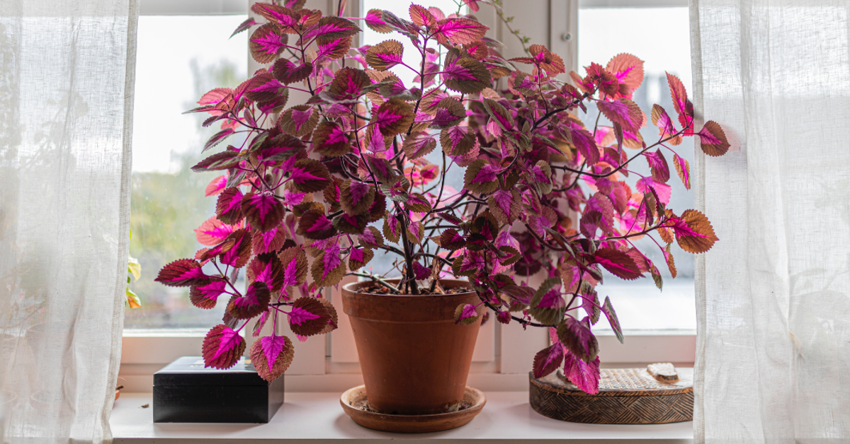 Auf einer Fensterbank steht eine bunte Zimmerpflanze mit pinken BlÃ¤ttern. Die Buntnessel ist Ã¤uÃŸerst pflegeleicht und setzt Farbakzente in der Wohnung.