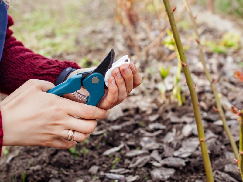 Gartenarbeit im März: Gartengeräte reinigen.