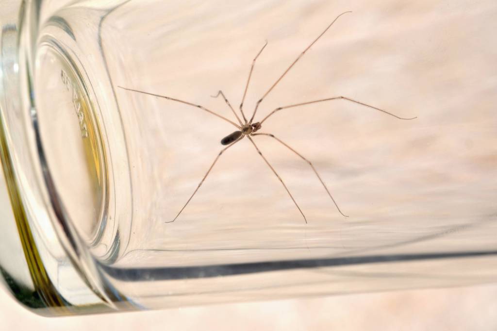 Spinne mit einem Glas fangen.