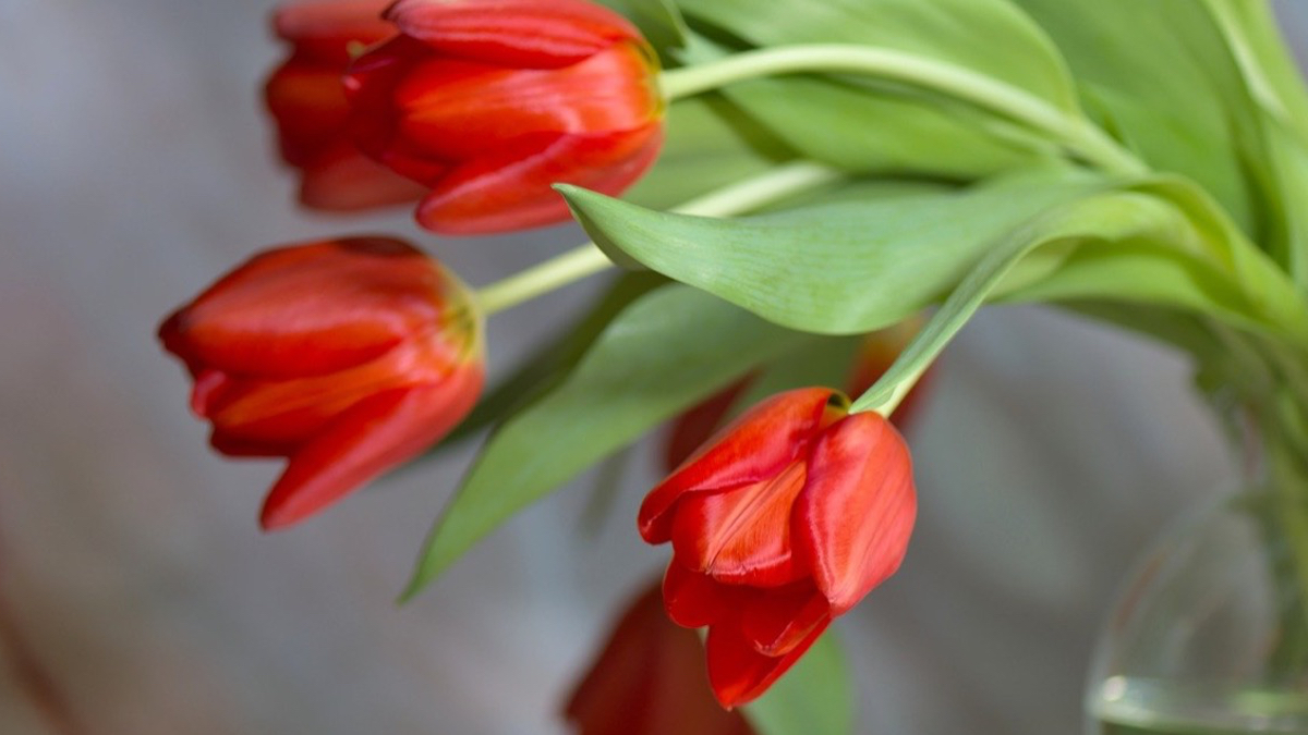 Tulpen niemals in frisches Wasser stellen.