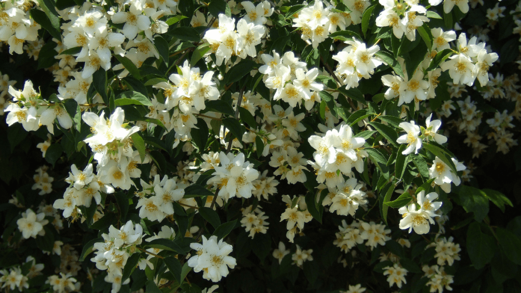 Weiß-blühender Duftjasmin.