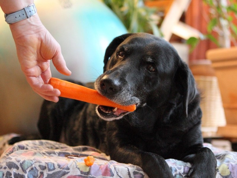 Hundeernährung