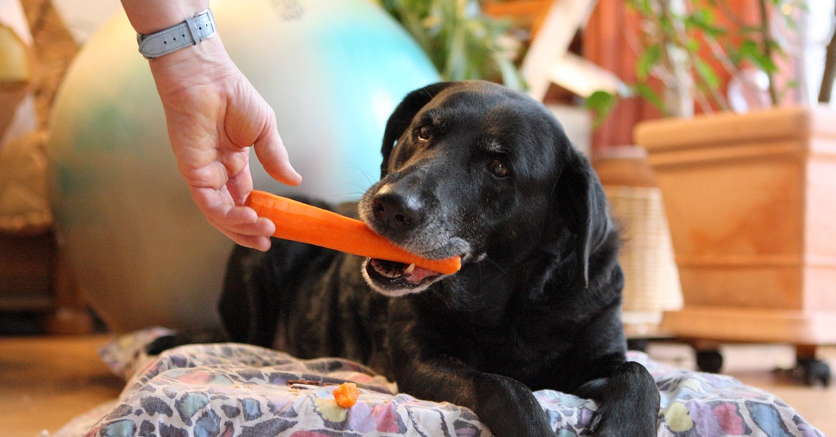 Hundeernährung