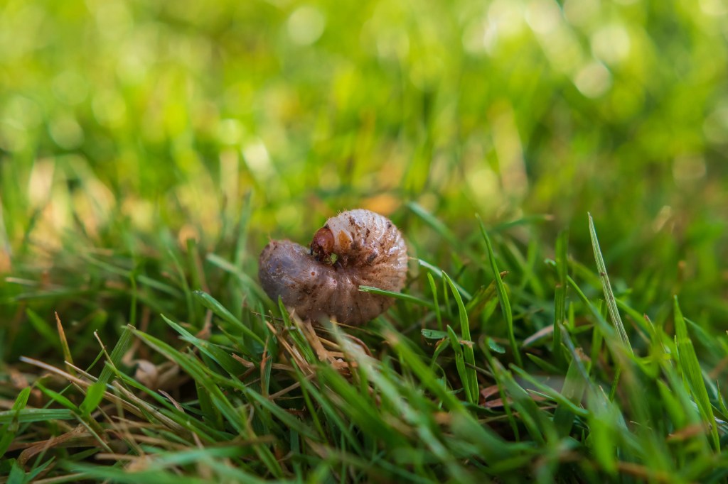 Ein Regenwurm im Rasen in Nahaufnahme.