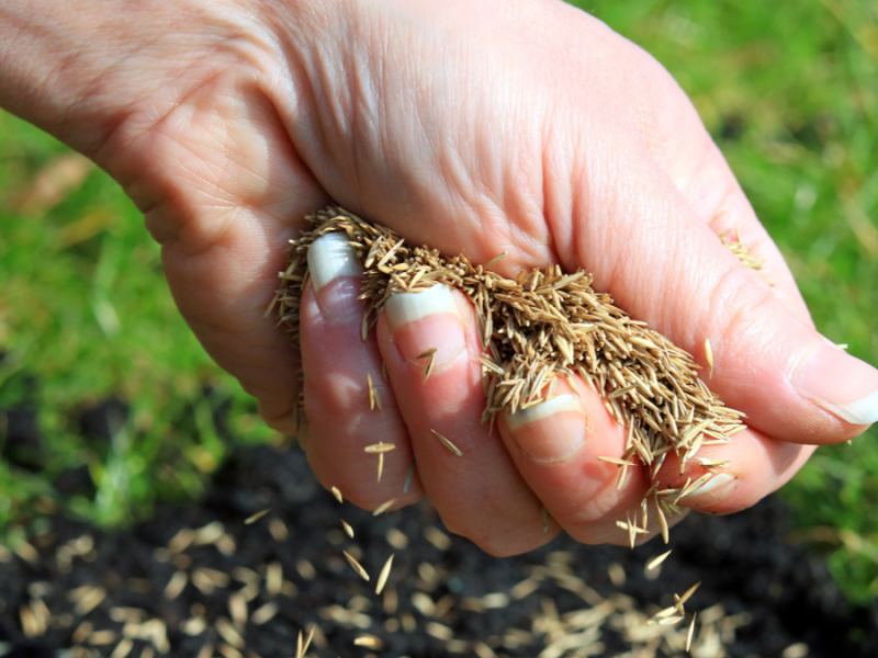 Saatgut für insektenfreundliche Pflanzen.