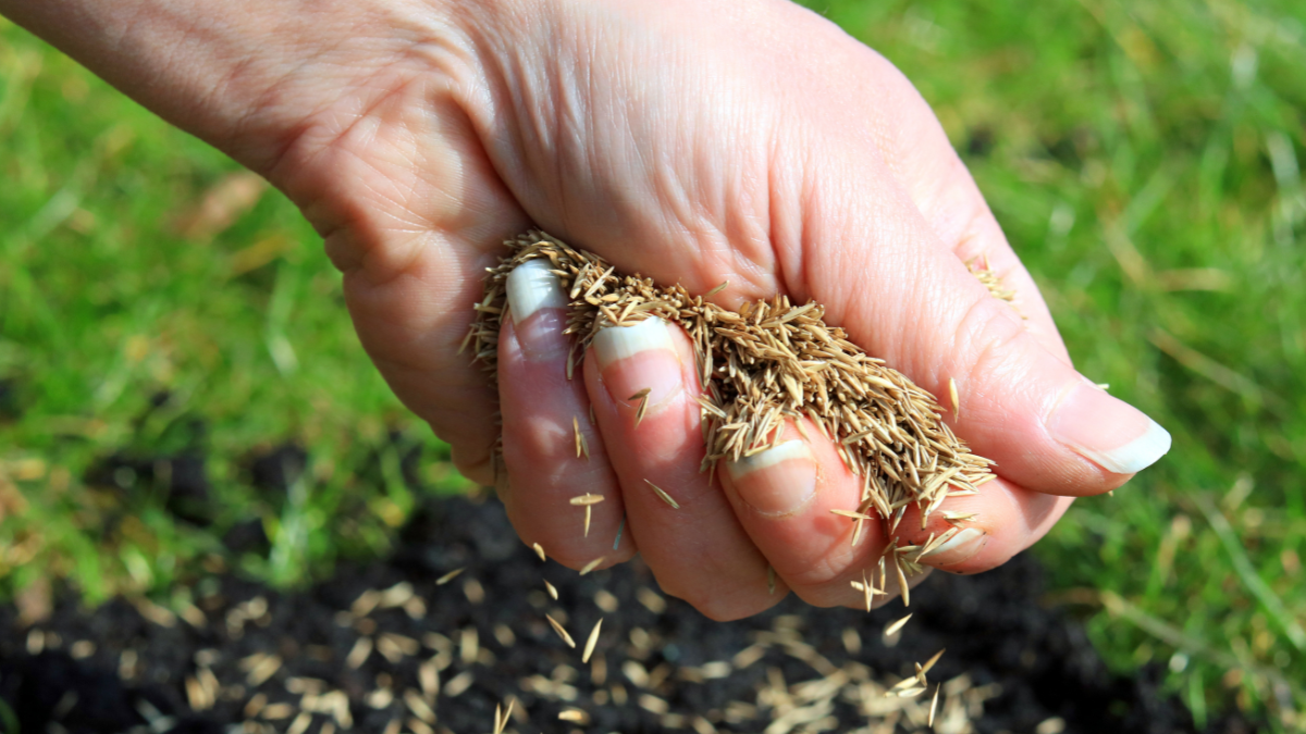 Saatgut fÃ¼r insektenfreundliche Pflanzen.