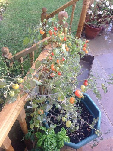 Tomato Plant