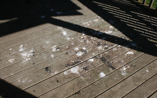 Bird Droppings at Jackson Bottom Wetlands Preserve