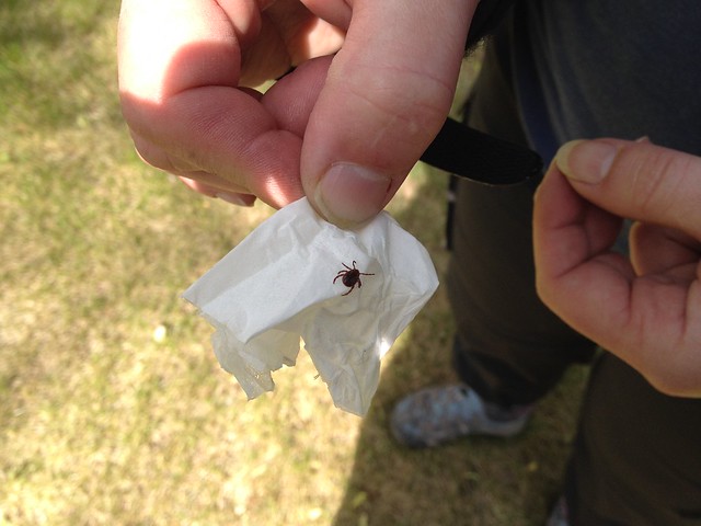 Tick