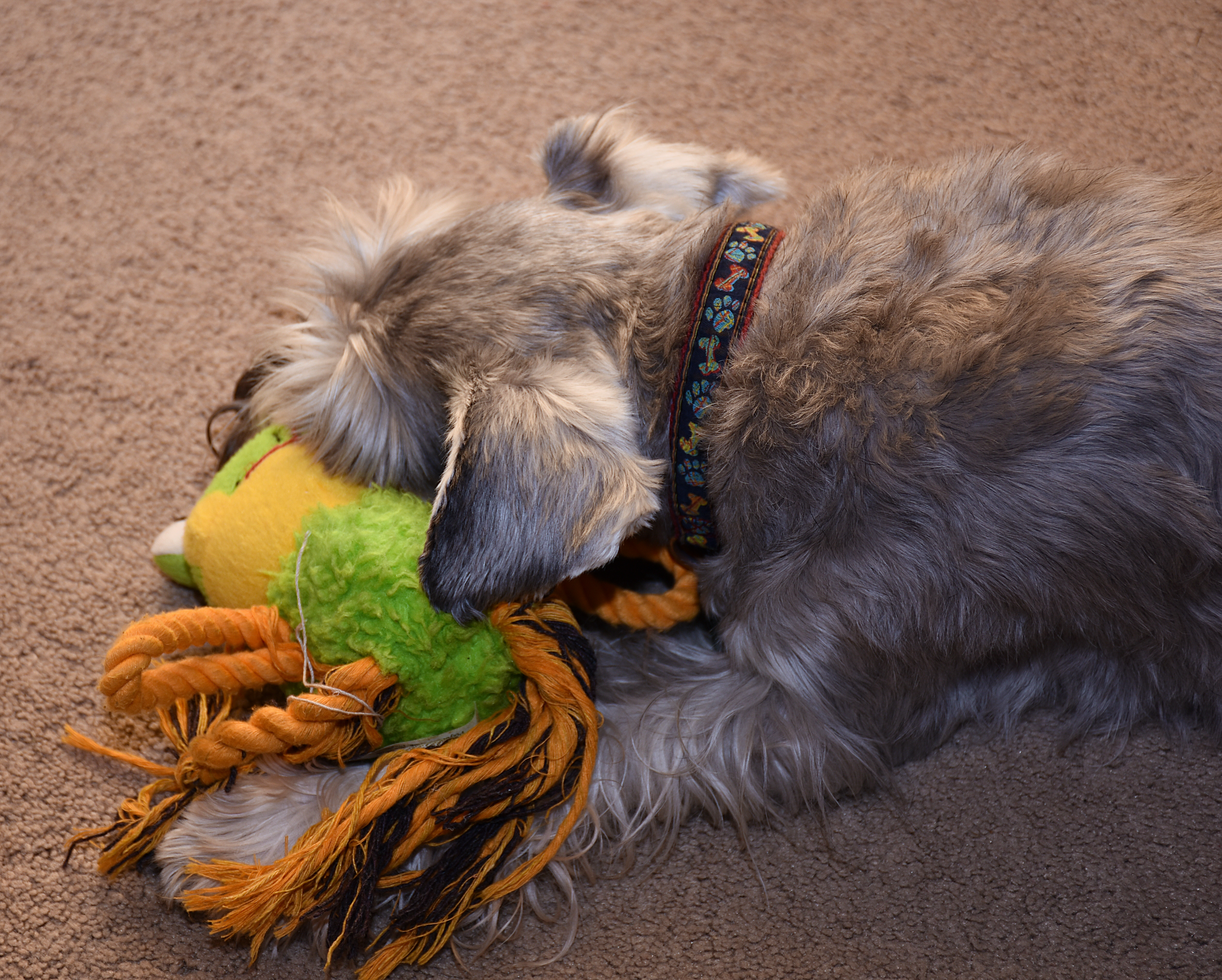 Winston Sleeps With Toy