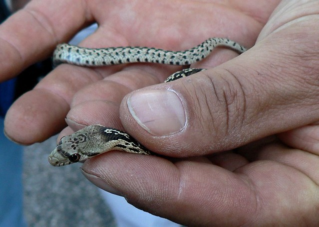 snake