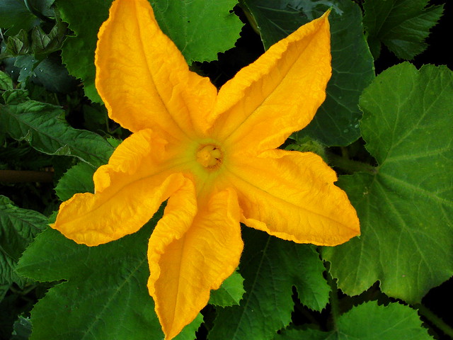 Courgette flower