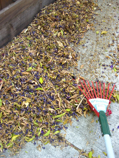 solanum leaf gold mine