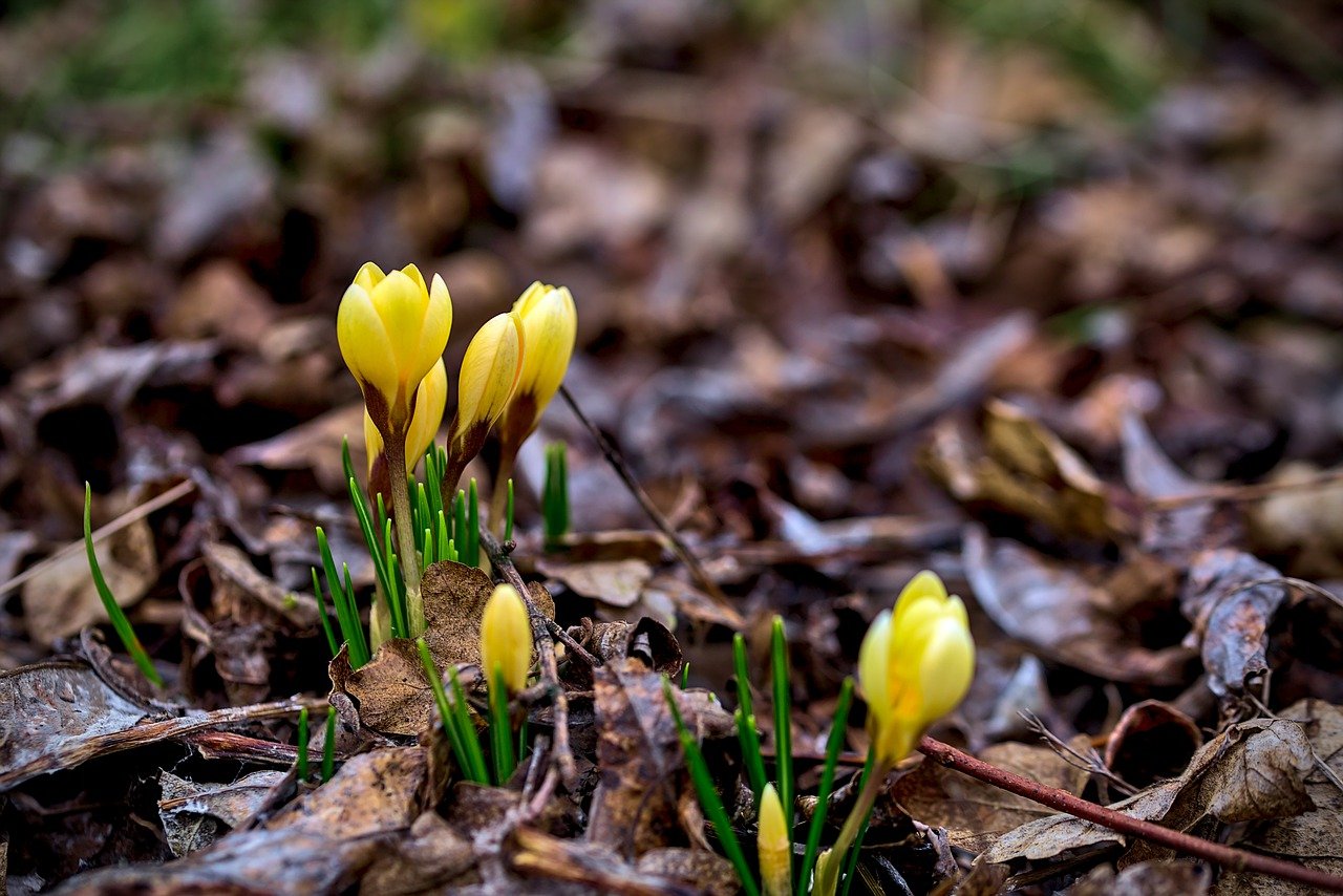 Frühjahrsblüher im Garten.