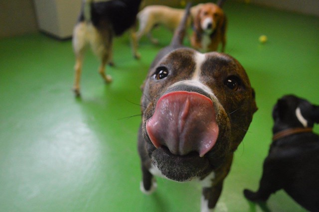 Dog Lick - A Creative Commons Image