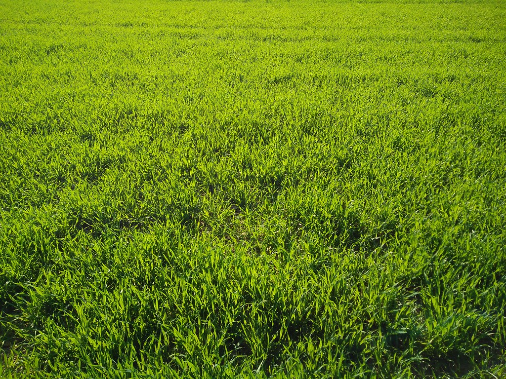 Spring Green