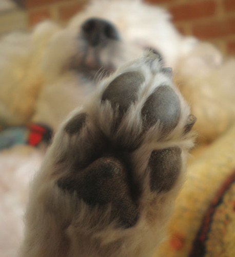 Amore's Paw