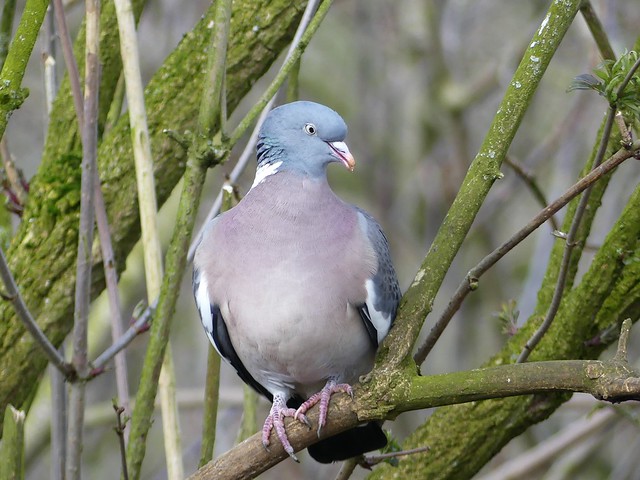 Pigeon P1580878