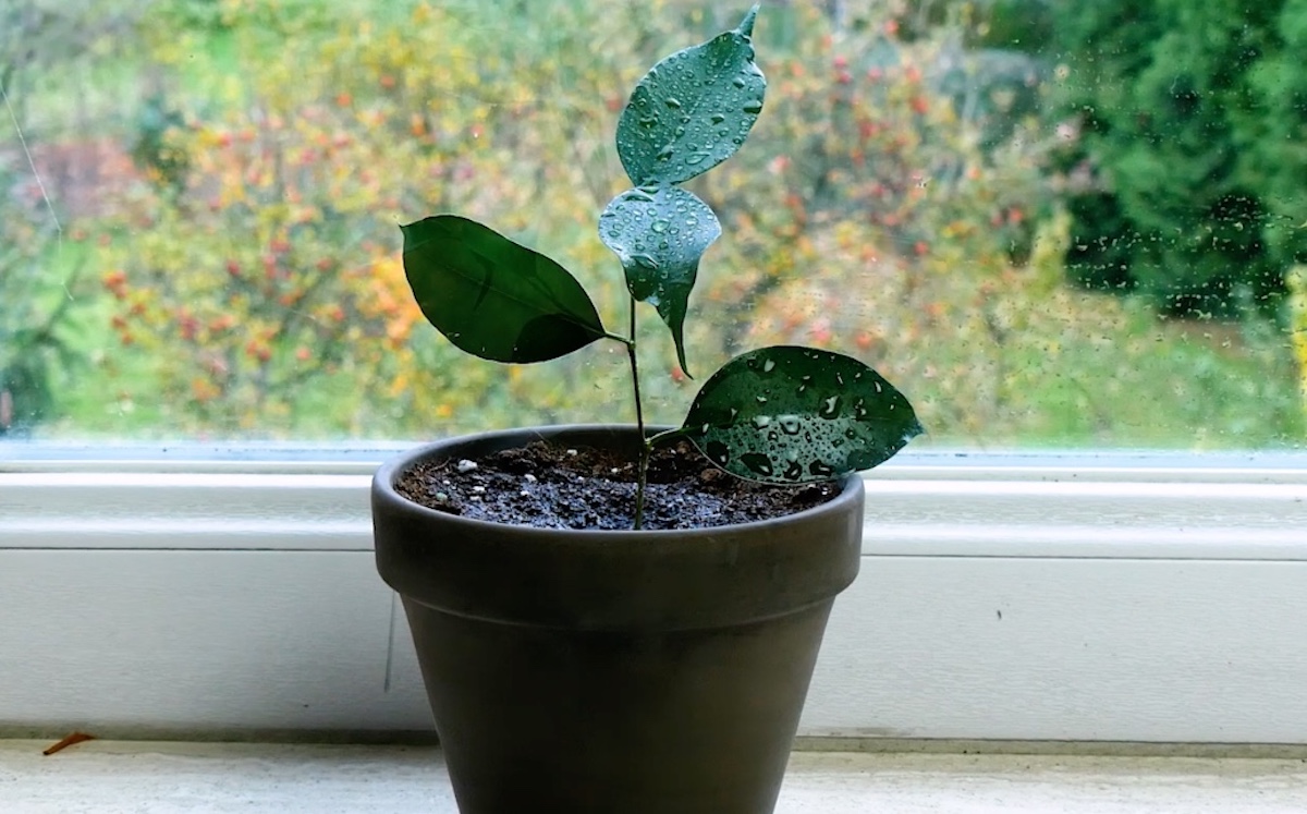 Ficus vermehren