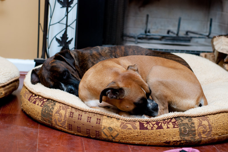 Sleeping Boxers