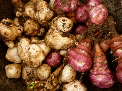 Jerusalem Artichokes tubers