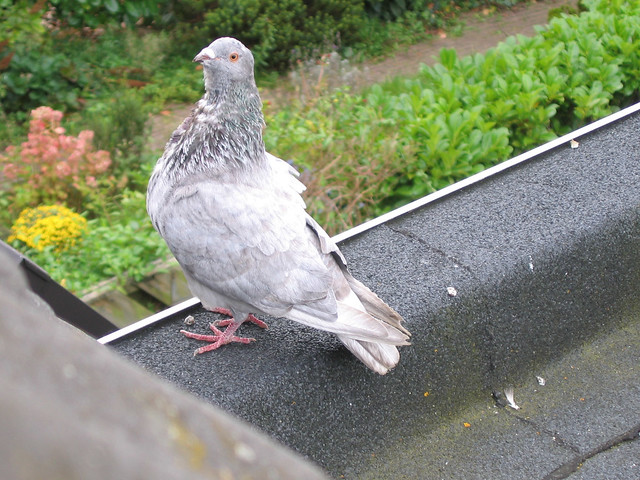 Bert the pigeon