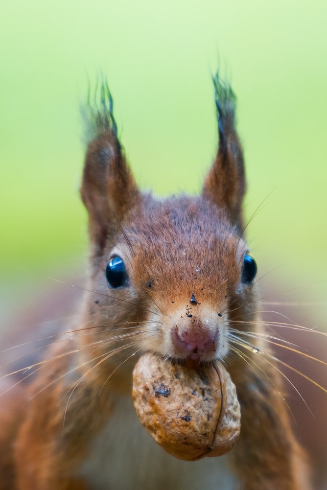 Ein Eichhörnchen.