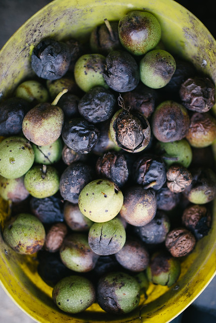 Bucket full of fresh walnuts.