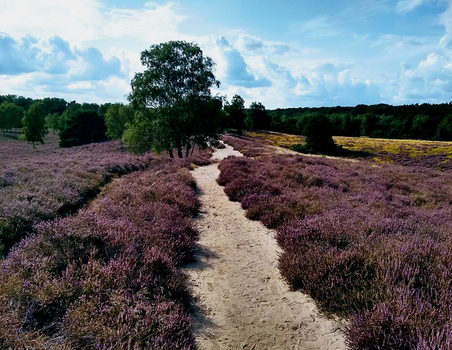 Westruper Heide, Germany, 08 / 2021