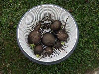 Nero Tondo Radish