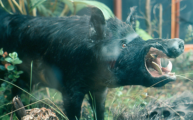 Wild boar