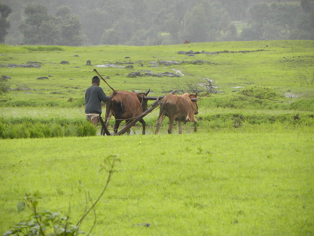 Farmer