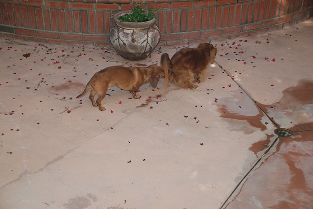 Odie Eating Molly's Poop