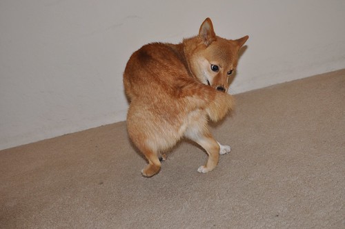 taro tries to get his own tail