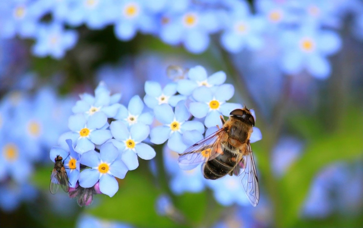 Biene sitzt auf einer Blume.