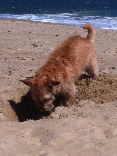 Rehoboth Beach September 2012