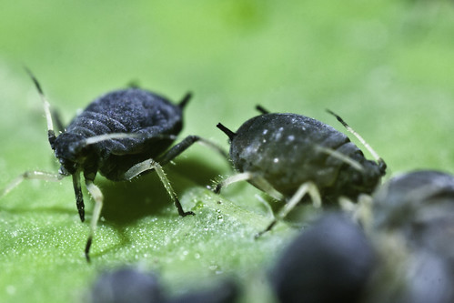 Black bean aphid