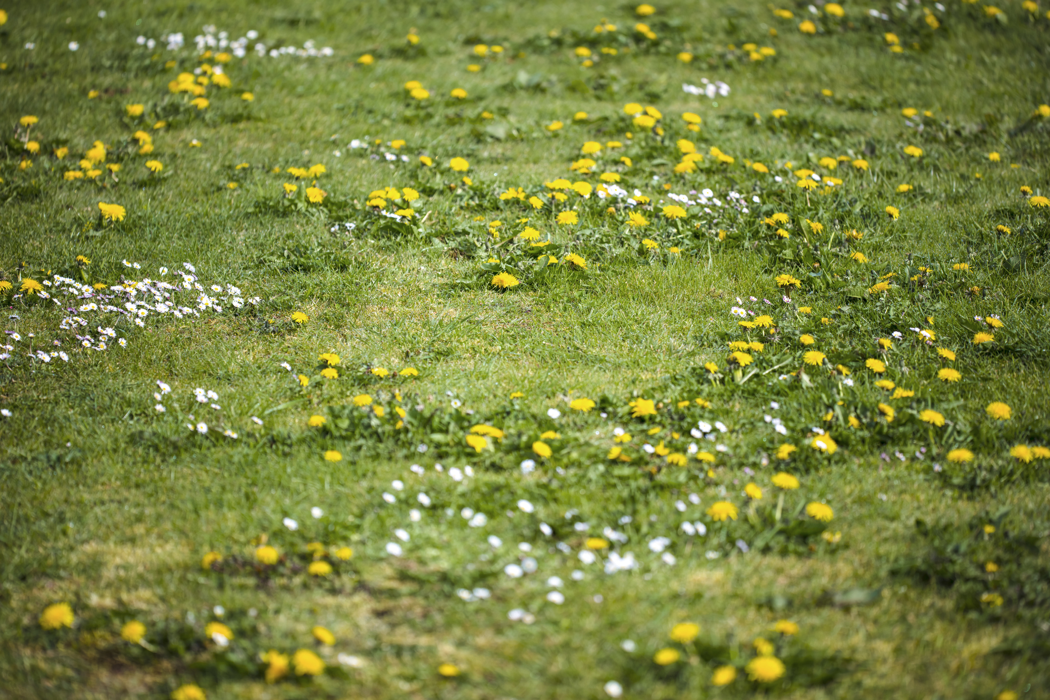 Eine Wiese mit Löwenzahn