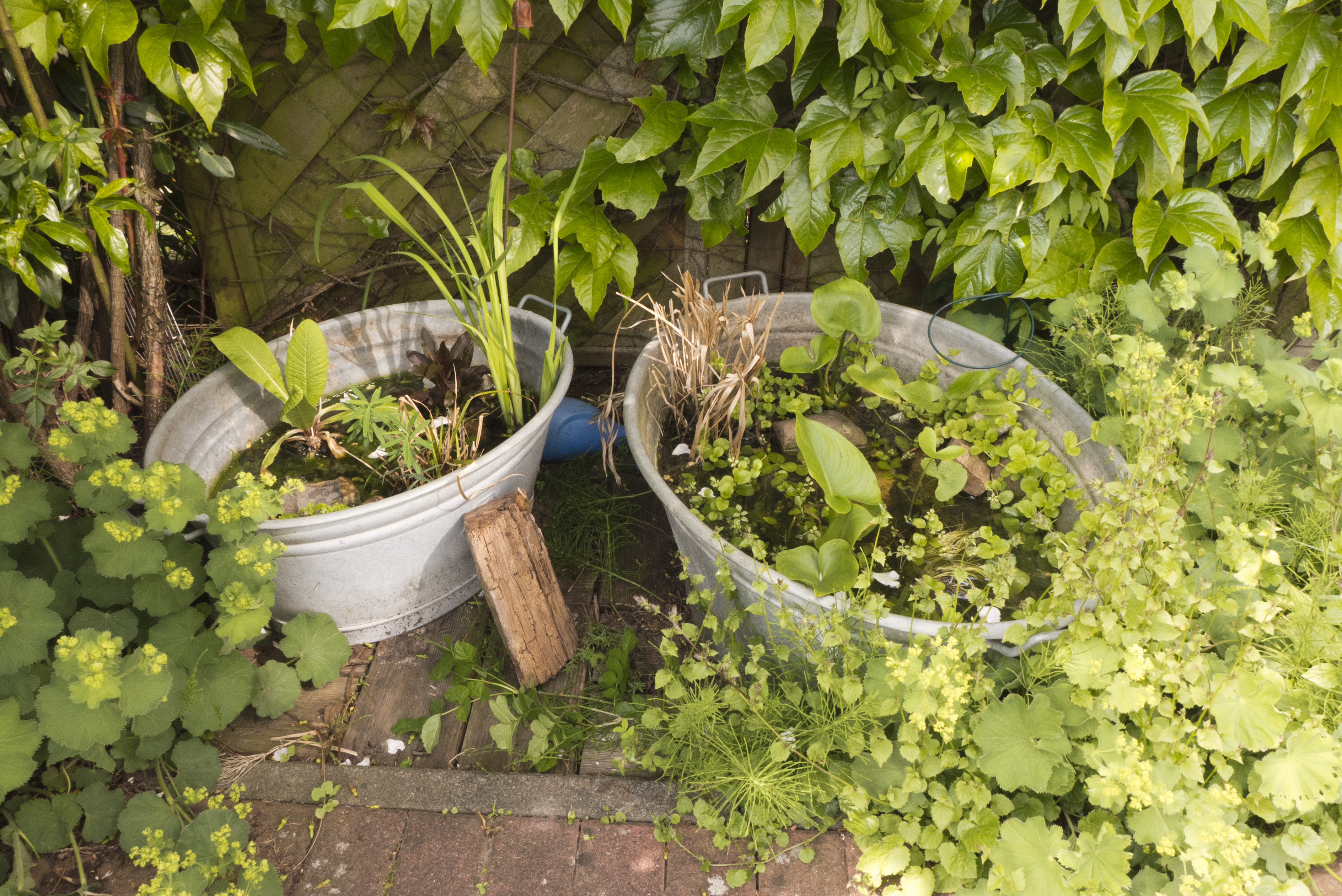 Ein Bild von einem kleinen selbstgemachten Gartenteich.