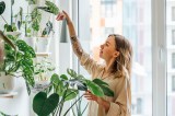 seltene Zimmerpflanzen, Frau besprüht Pflanzen