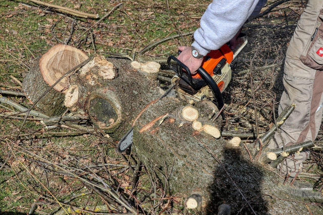 Jemand zersägt Holz im Wald.