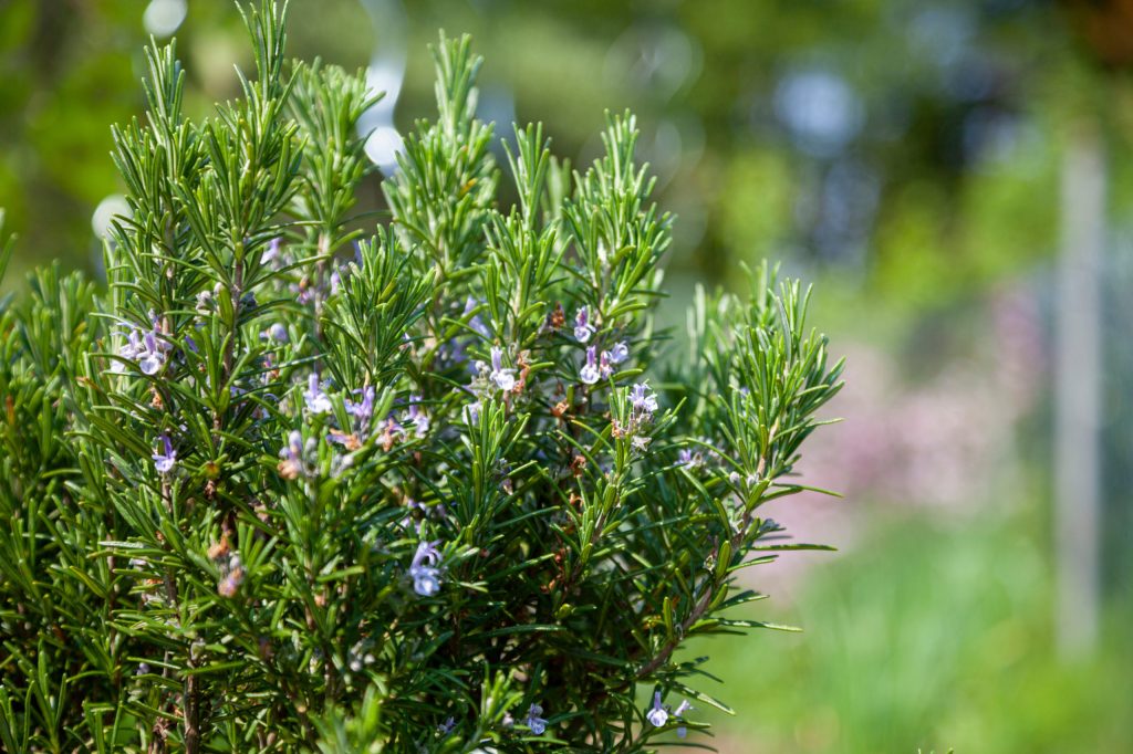 Eine Rosmarinpflanze mit ein paar Blüten.